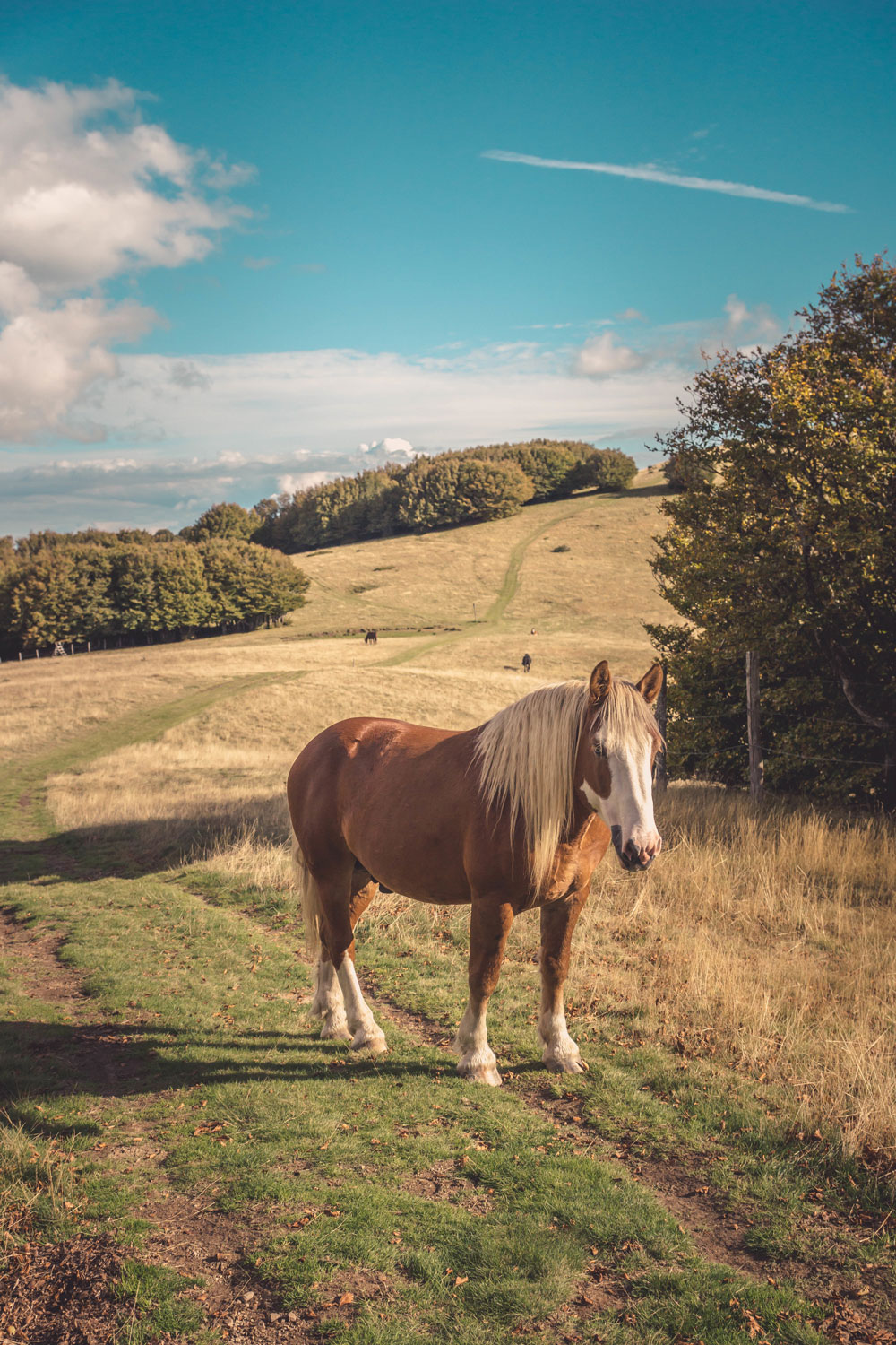 nevada-horse-property